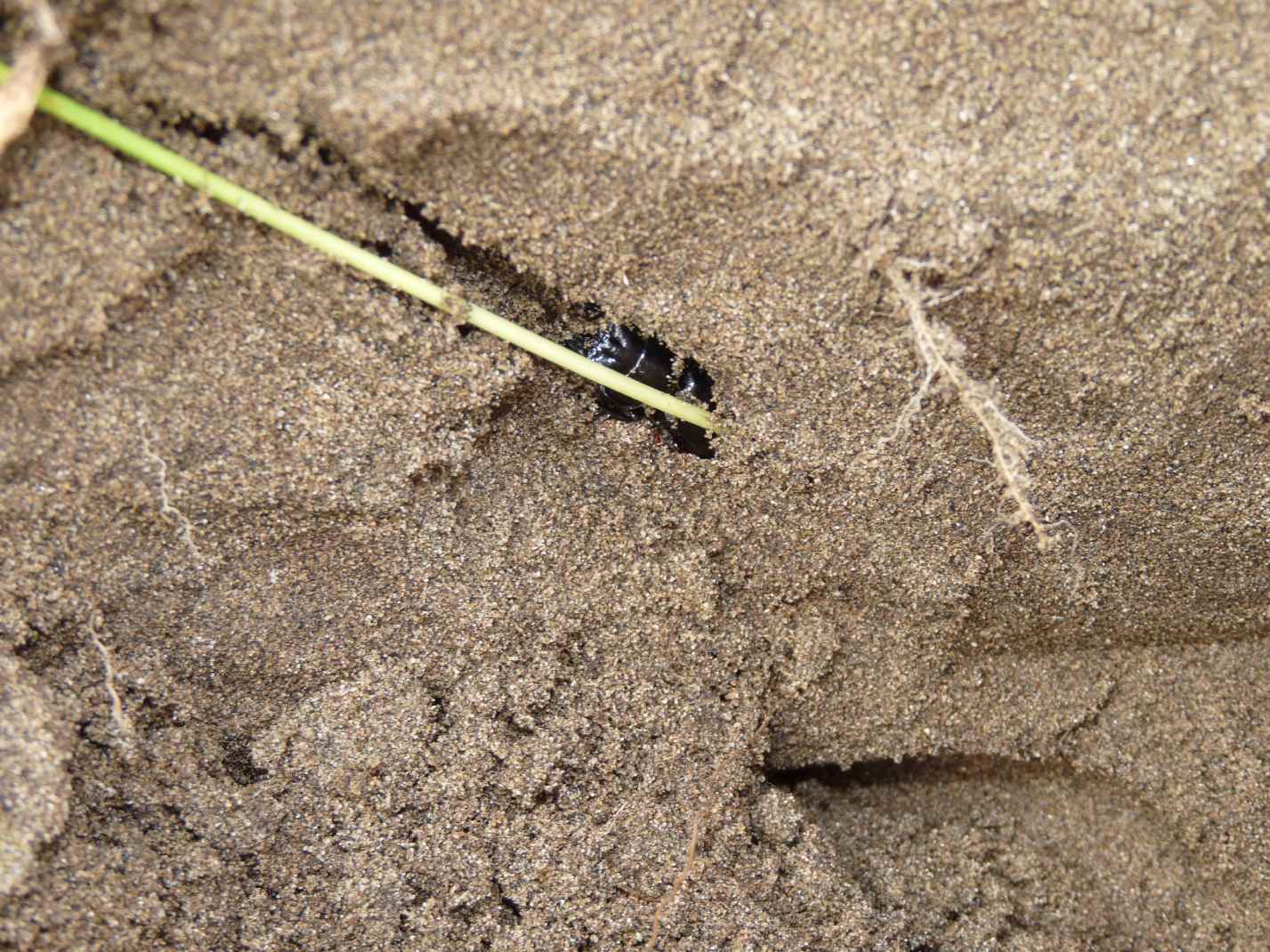 Scarites buparius maschio e femmina